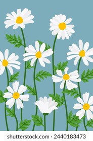 Daisy flower background.Eps 10 vector.