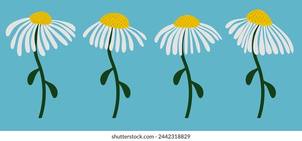 Daisy flower background.Eps 10 vector