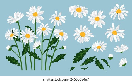 Daisy flower background.Eps 10 vector.