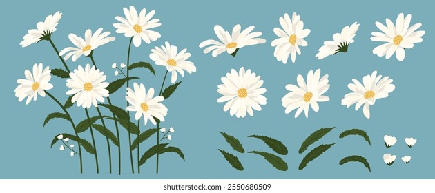 Daisy flower background.Eps 10 vector.