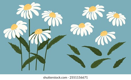 Marguerite, arrière-plan floral.Image vectorielle Eps10.