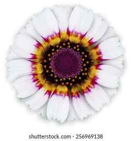 Daisy flower background. Isolated on white.vector illustration. Eps10.