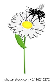 Daisy flower and bee on it