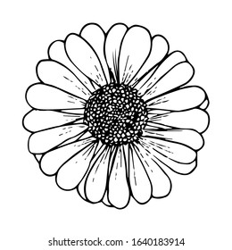Daisy flower black outline drawing isolated on white background, stock vector illustration for design and decoration, sticker, template, logo, print, healing herbs