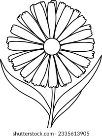 Daisy flower black and white vector drawing