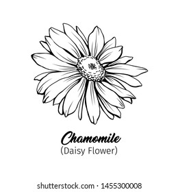 Daisy flower blossom freehand vector illustration. German chamomile, Matricaria chamomilla petals monochrome outline with title. Honey plant, wild flower engraving. Homeopathic herb, wildflower