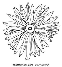 Daisy Blume blühen freehe und Vektorgrafik. Deutsche Kamille, Matricaria chamomilla Blätter monochrome Umriss mit Titel. Honigpflanze, wilde Blumengravur. Homöopathischer Kräuter, Wildblume