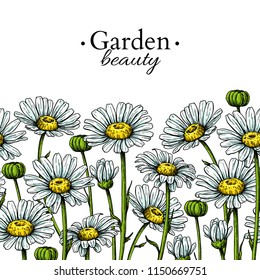 Daisy Flower Border Drawing. Vector Hand Drawn Floral Seamless Pattern. Chamomile Black Ink Frame Sketch. Wild Botanical Garden Bloom. Great For Tea Packaging, Label, Icon, Greeting Cards,