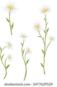 Daisy flower botanical decorative painting illsutration