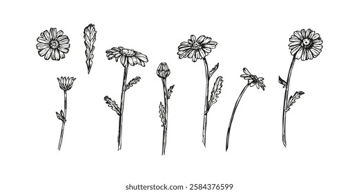 Daisy flower botanical sketch outline illustration. Daisy flowers spring doodle drawing in engraving style. Hand drawn vector line art clipart isolated