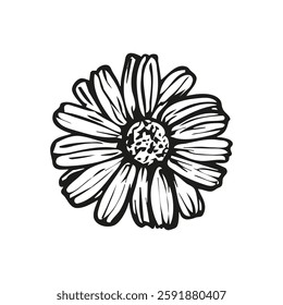 Daisy flower botanical sketch outline illustration. Daisy flowers spring doodle drawing in engraving style. Hand drawn vector line art clipart isolated