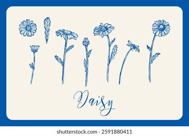 Daisy flower botanical sketch outline illustration set. Daisy flowers spring doodle drawing in engraving style. Hand drawn vector line art