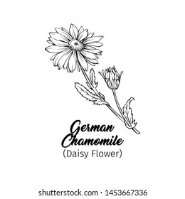 Daisy flower with bud freehand vector illustration. German chamomile, Matricaria chamomilla monochrome outline. Honey plant, wild flower engraving. Homeopathic herb, wildflower with name drawing