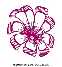 Daisy flower bud, purple line art. Vector botanical illustration. Garden blooming plant. Graphic sketch. Isolated element.
