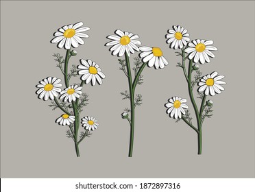 daisy flower calligraphy banner with swashes for fashion graphics, t shirt prints, posters etc
stationery,mug,t shirt,phone case  fashion style trend spring summer print 