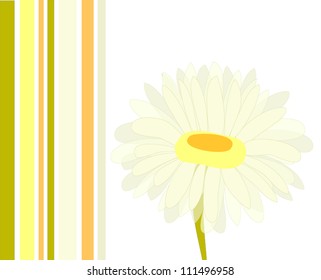 Daisy flower card