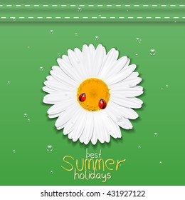 Daisy flower. Chamomile. Best Summer holidays. Vector Illustration