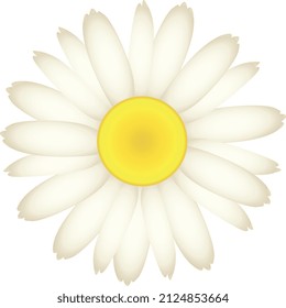 Daisy flower. Chamomile blossom. Beautifull garden plant