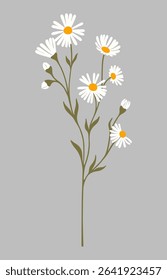 Daisy flower. Chamomile illustration. Vector.