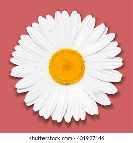Daisy flower. Chamomile. Summer concept. Vector Illustration