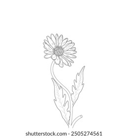 Daisy Flower Coloring Book Pages for Kids, coloring page,  Flower Coloring page line art illustration vector