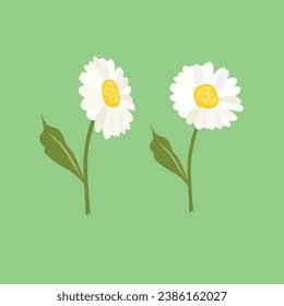 Daisy flower or cosmos flower vector. Spring flower. Flat vector in cartoon style isolated on white background.