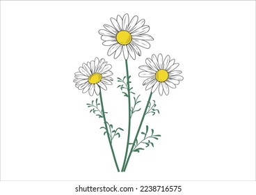 daisy flower design hand drawn vector