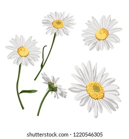 Daisy flower drawing. Hand drawn floral object. Chamomile sketch set. Wild botanical garden bloom. Great label, icon, greeting cards, décor.