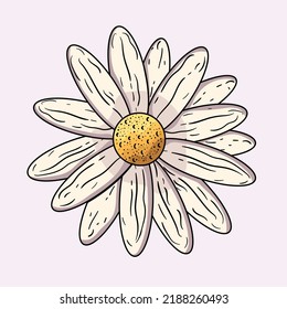 Daisy flower drawing. Vector engraved Chamomile floral black ink sketch. Wild botanical garden bloom