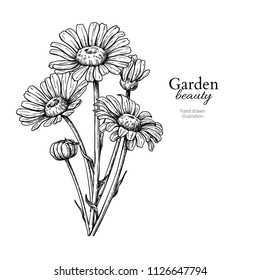 Daisy flower drawing. Vector hand drawn engraved floral set. Chamomile black ink sketch. Wild botanical garden bloom.  Great for tea packaging, label, icon, greeting cards, decor