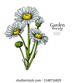 Daisy flower drawing. Vector hand drawn floral bouquet. Chamomile black ink sketch. Wild botanical garden bloom.  Great for tea packaging, label, icon, greeting cards, decor