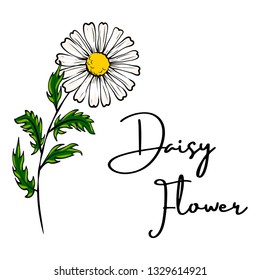 Daisy flower drawing. Vector hand drawn floral bouquet. Chamomile black ink sketch. Wild botanical garden bloom. Great for tea packaging, label, icon, greeting cards, decor