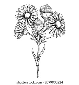 120,762 Drawing daisy Images, Stock Photos & Vectors | Shutterstock