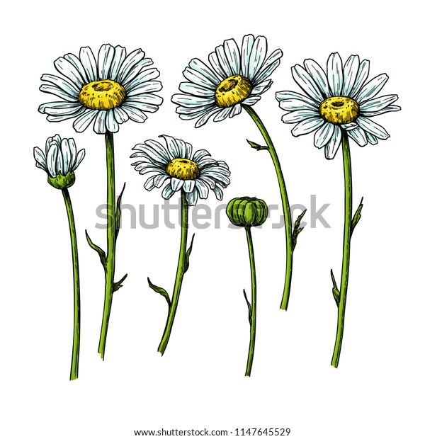 Image Vectorielle De Stock De Dessin De Fleur Marguerite