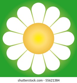 Daisy flower, drawing vector illustration.