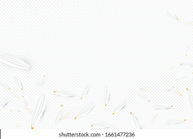 Daisy flower falling petals vector background. 3D romantic illustration. Transporent banner with camomile. Love spring or summer card