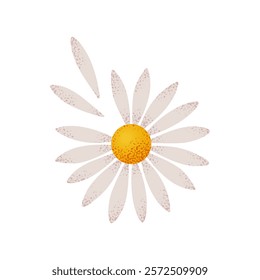 Daisy flower with flying petals. Love me not guessing game. Loves me, loves me not chamomile fortune-telling. Hand drawn vector flower illustration for Valentines day stickers, cards, and banners.