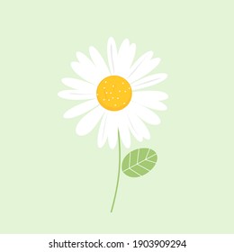 Daisy flower with green leaf icon logo on white background vector illustration.