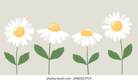 Daisy flower with green leaves icon set vector.