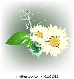 daisy flower, green leaves vector