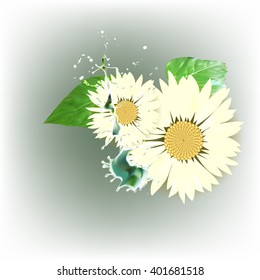 daisy flower, green leaves vector