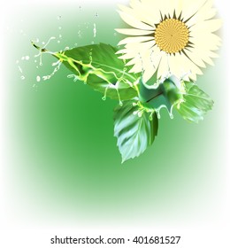 daisy flower, green leaves vector