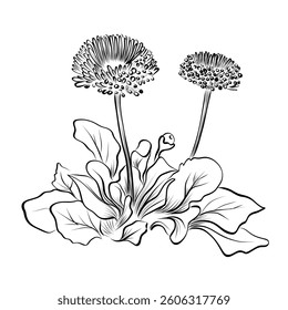Daisy Flower Group Hand Drawing Vector