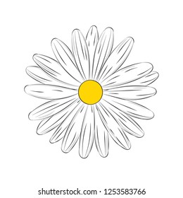 daisy flower hand drawing vector