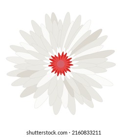 Daisy Flower head vector nature, plants, spring design. Colorful flower isolated on white, Flat  floral design element