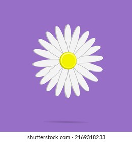 Daisy flower icon vector illustration, best for your decoration images