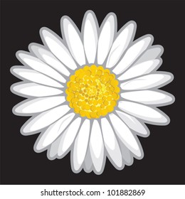 Daisy flower isolated on black