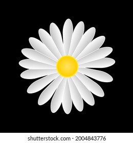 Daisy Blume einzeln auf Schwarz. Vektordesign-Illustration