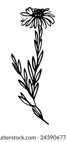 Daisy flower isolated on white. Outline vector illustration