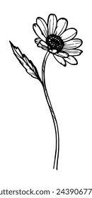 Daisy flower isolated on white. Outline vector illustration